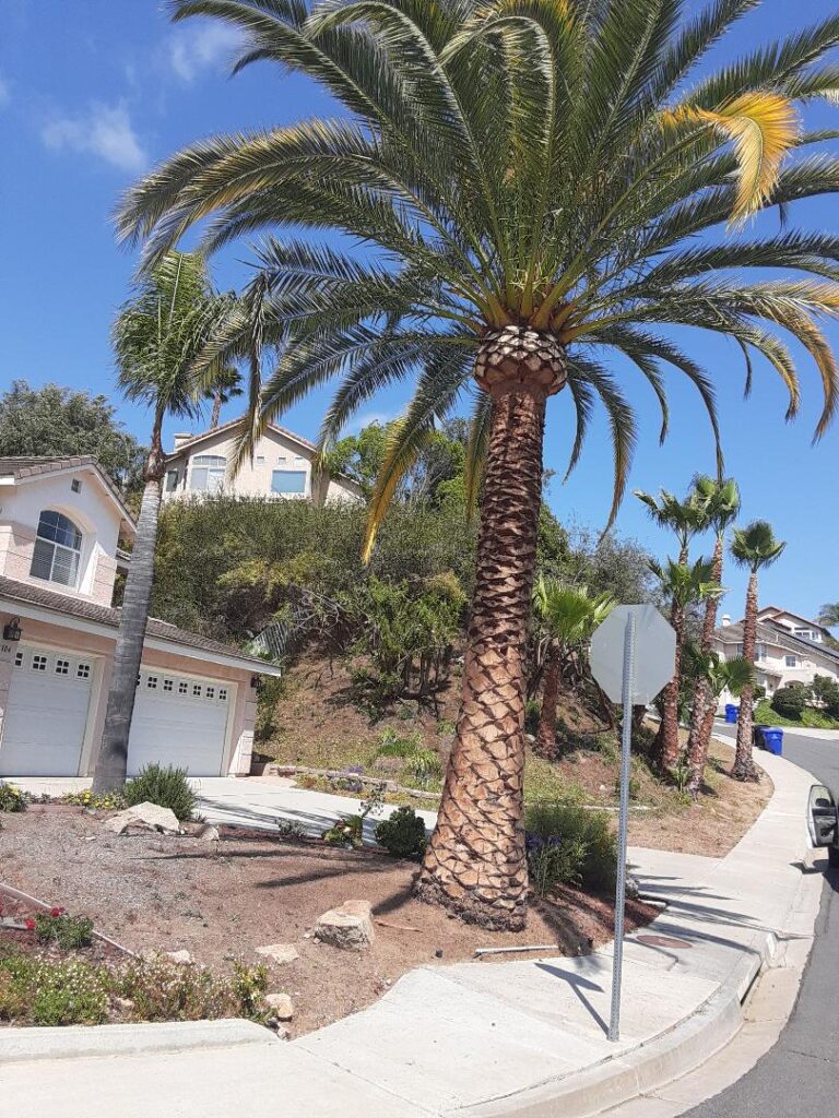 Phoenix Palm after trimming by Andy's Tree Service in Rancho Bernardo