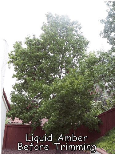Liquid Amber tree before trimming by Andy's Tree Service, in San Marcos