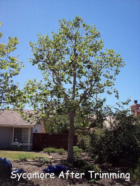Sycamore tree after trimming by Andy's Tree Service, in Poway