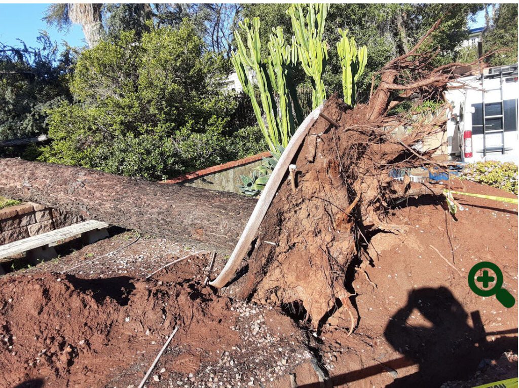 Fallen cedar tree before removal and cleanup by Andy's Tree Service
