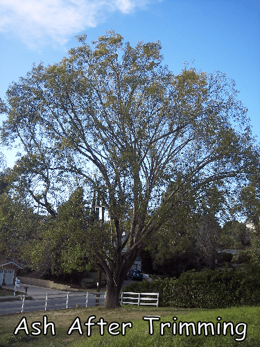 Ash tree after trimming by Andy's Tree Service, in Escondido