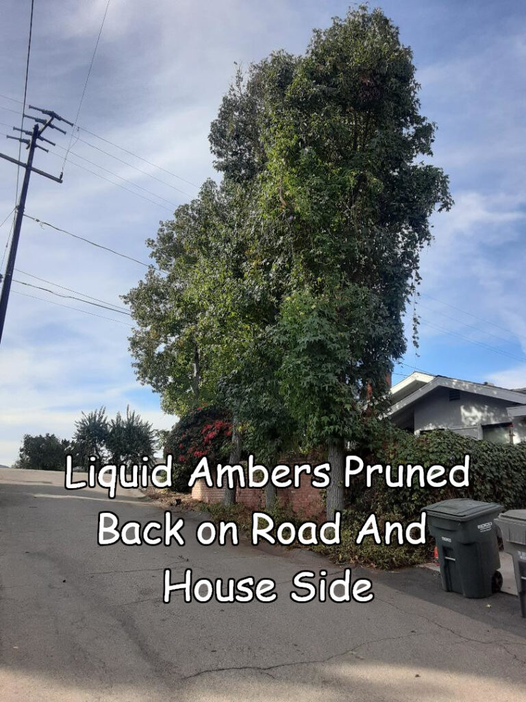 Liquid Amber tree after pruning by Andy's Tree Service, in Escondido