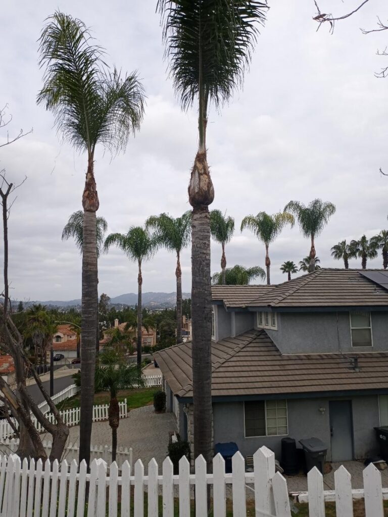 Trimmed Queen Palms