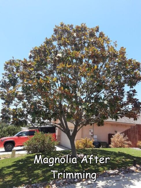 Magnolia tree after trimming by Andy's Tree Service, in Escondido