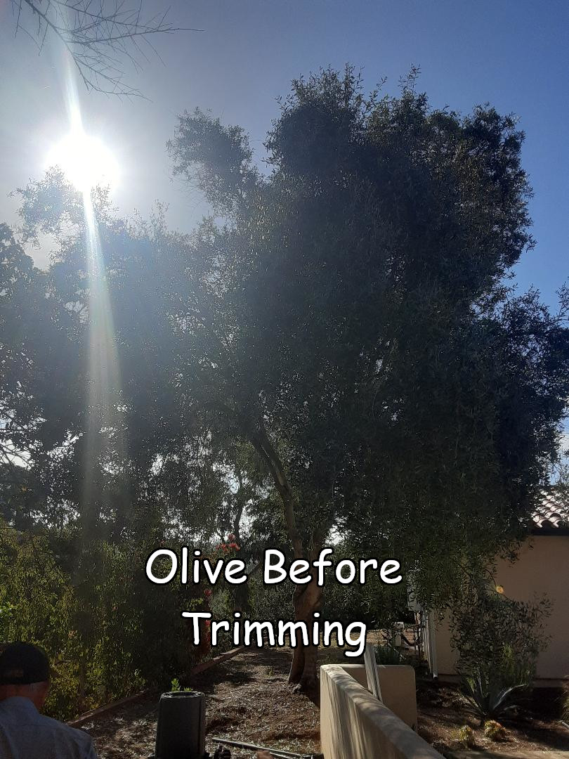 Olive tree before trimming by Andy's Tree Service, in Rancho Santa Fe