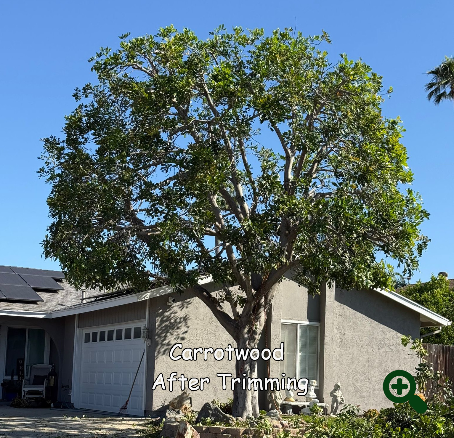 Carrotwood tree after trimming by Andy's Tree Service in Escondido CA