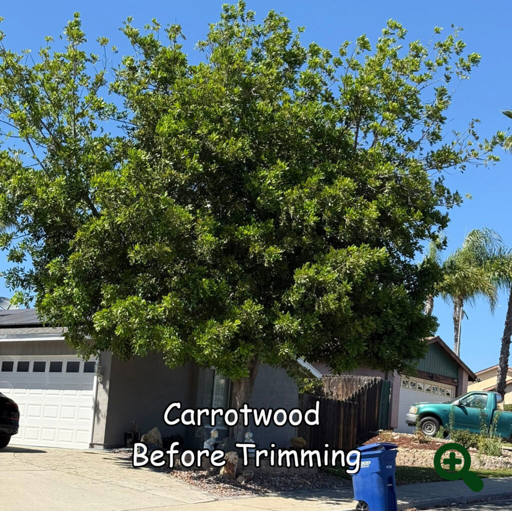 Ornamental Pear before trimming by Andy's Tree Service in Escondido CA