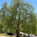 pepper 1 after good cropped