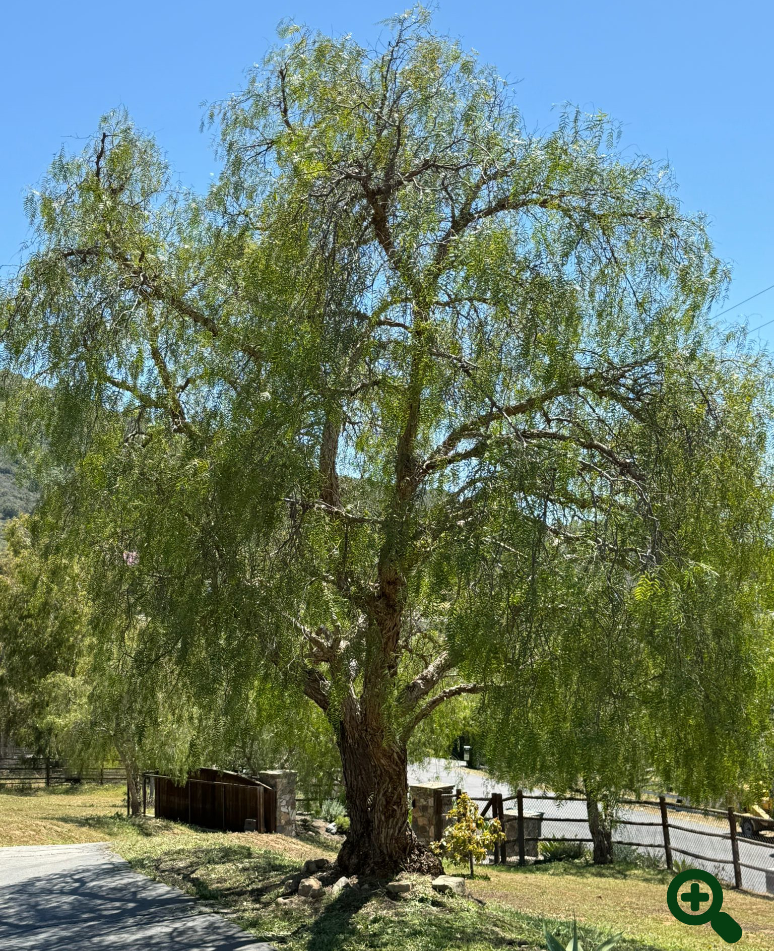 California Pepper Tree after trimming by Andy's Tree Service in Harmony Grove