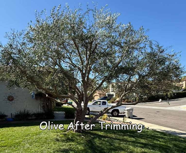 Olive-in-Rancho-Bernardo-after-trimming-captioned-grow2-after.jpg