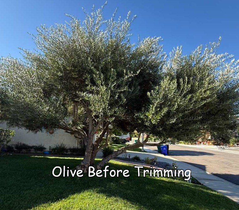 Olive-in-Rancho-Bernardo-before-trimming-captioned-grow2-cropped.jpg