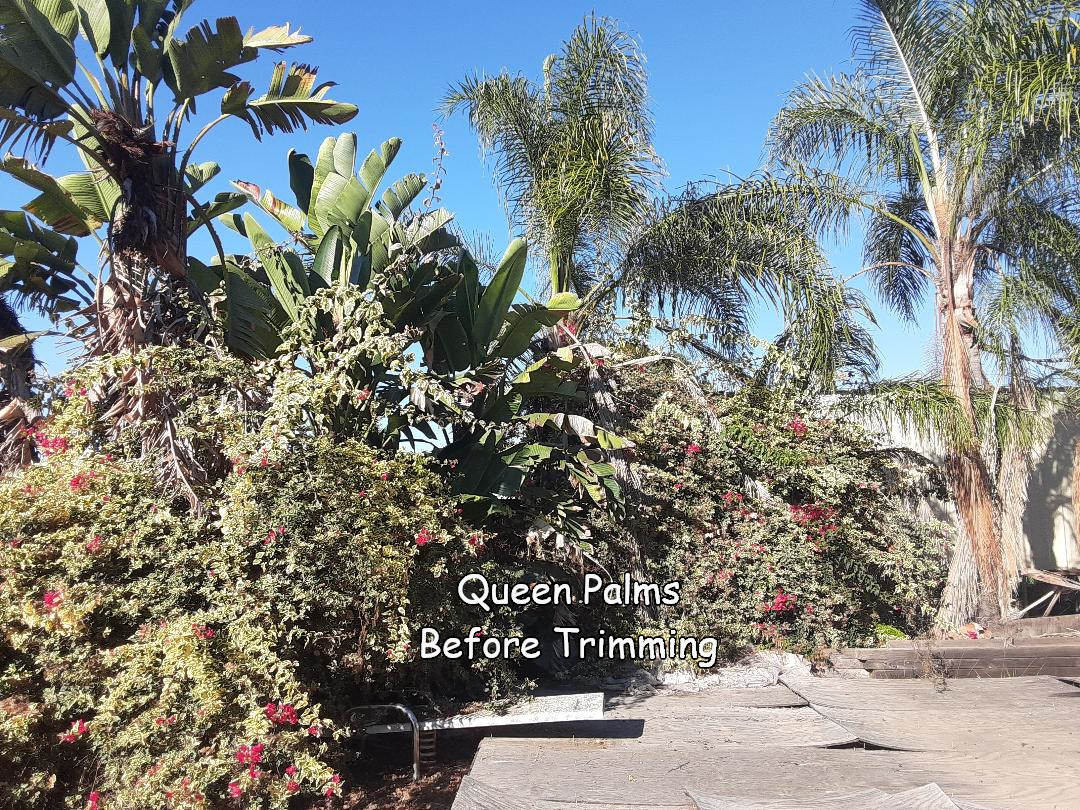 Queen-Palms-in-Fallbrook-before-trimming.jpeg