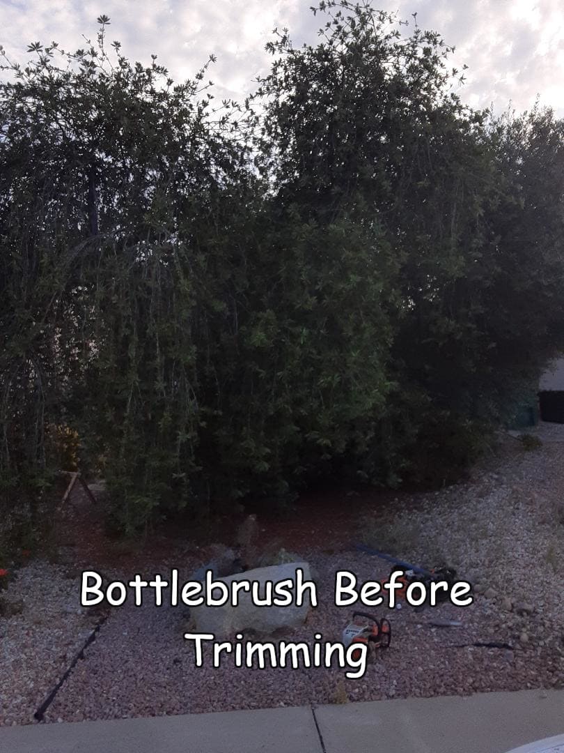 bottlebrush-before-thinnning-1-with-captions.jpg