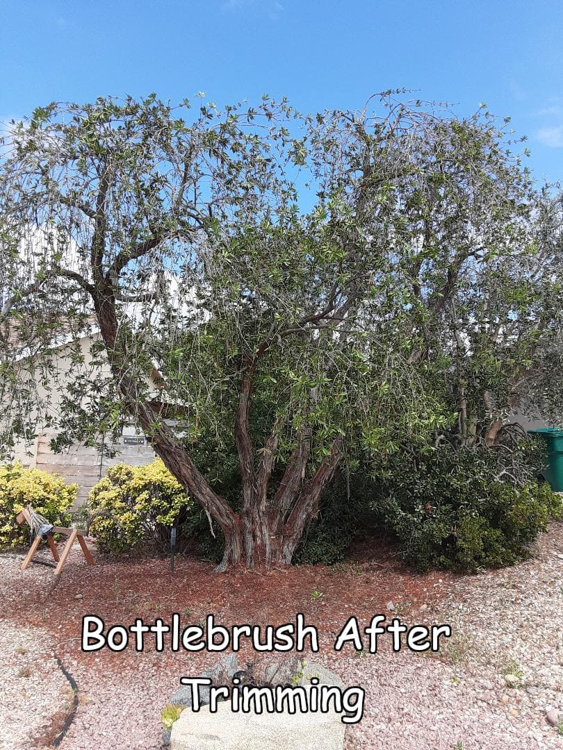 bottlebrush-thinned-4-with-captions.jpg