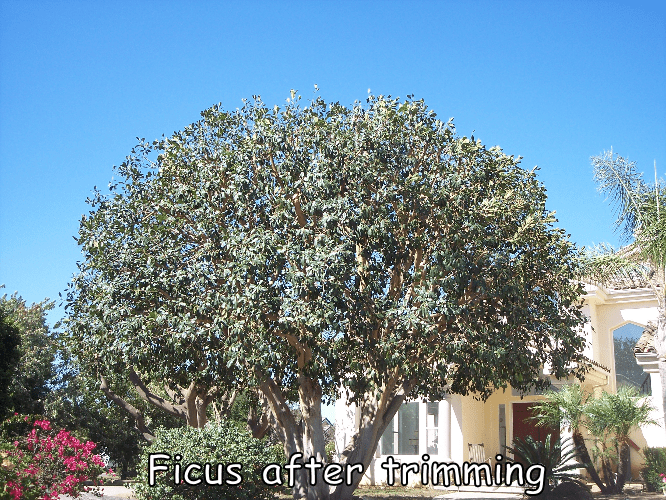 ficus-after-trimming-1.png