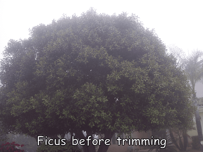 ficus-before-1-1.png