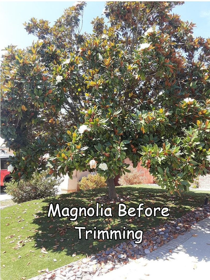 magnolia-before-trimming-1.jpg