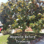 Magnolia before trimming by Andy's Tree Service in Escondido