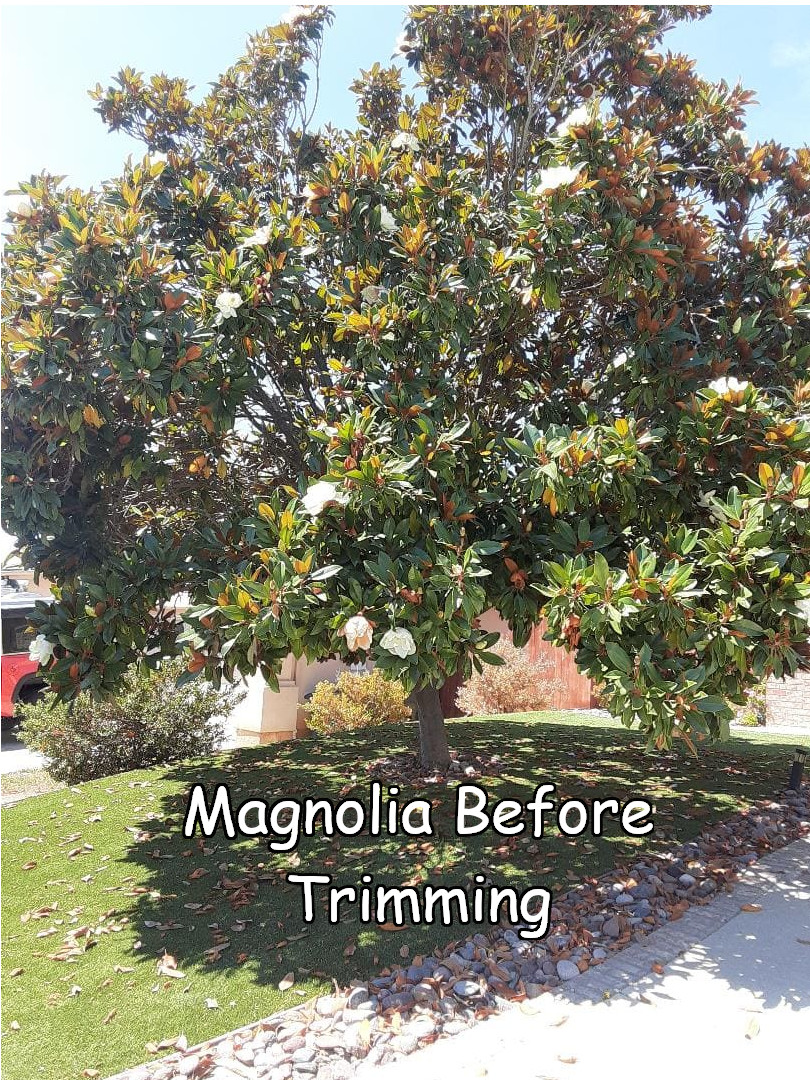 Magnolia before trimming by Andy's Tree Service in Escondido