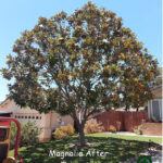 Magnolia after trimming by Andy's Tree Service in Escondido
