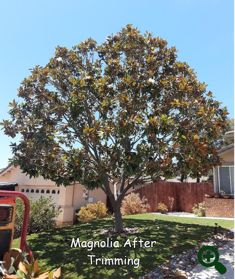 Magnolia after trimming by Andy's Tree Service in Escondido