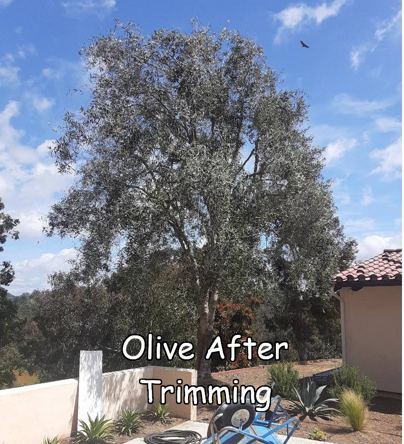 olive-after-3captioned.jpeg