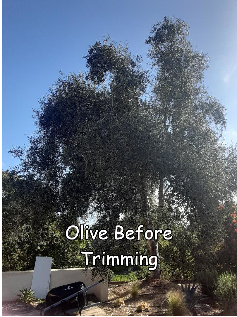 olive-before-1-captioned.jpeg