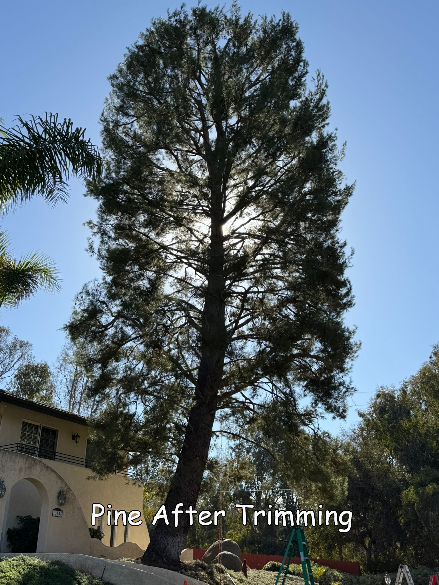 Pine Tree in Poway after trimming by Andy's Tree Service