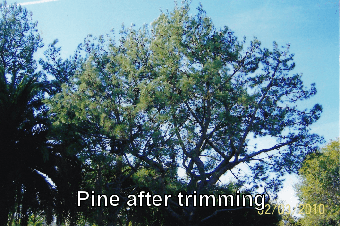 pine-after-trimming-1.png