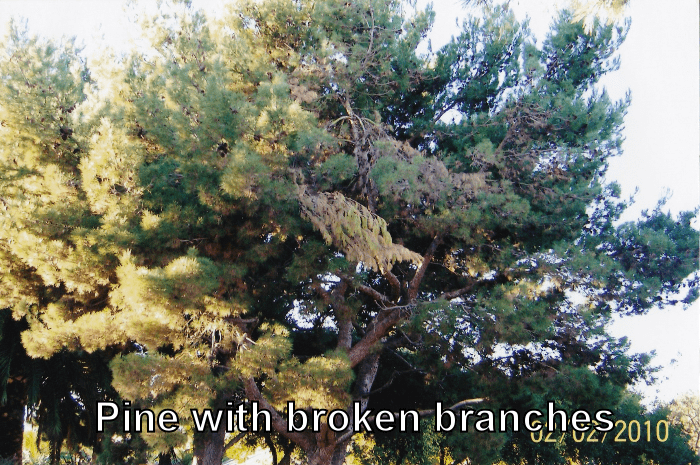 pine-broken-branches-1.png