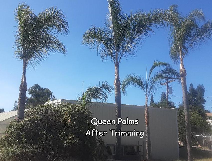 queens-palms-in-fallbrook-after-trimming.jpeg