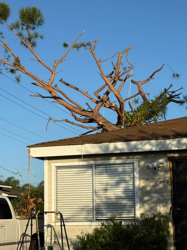 Pine Tree badly shaped