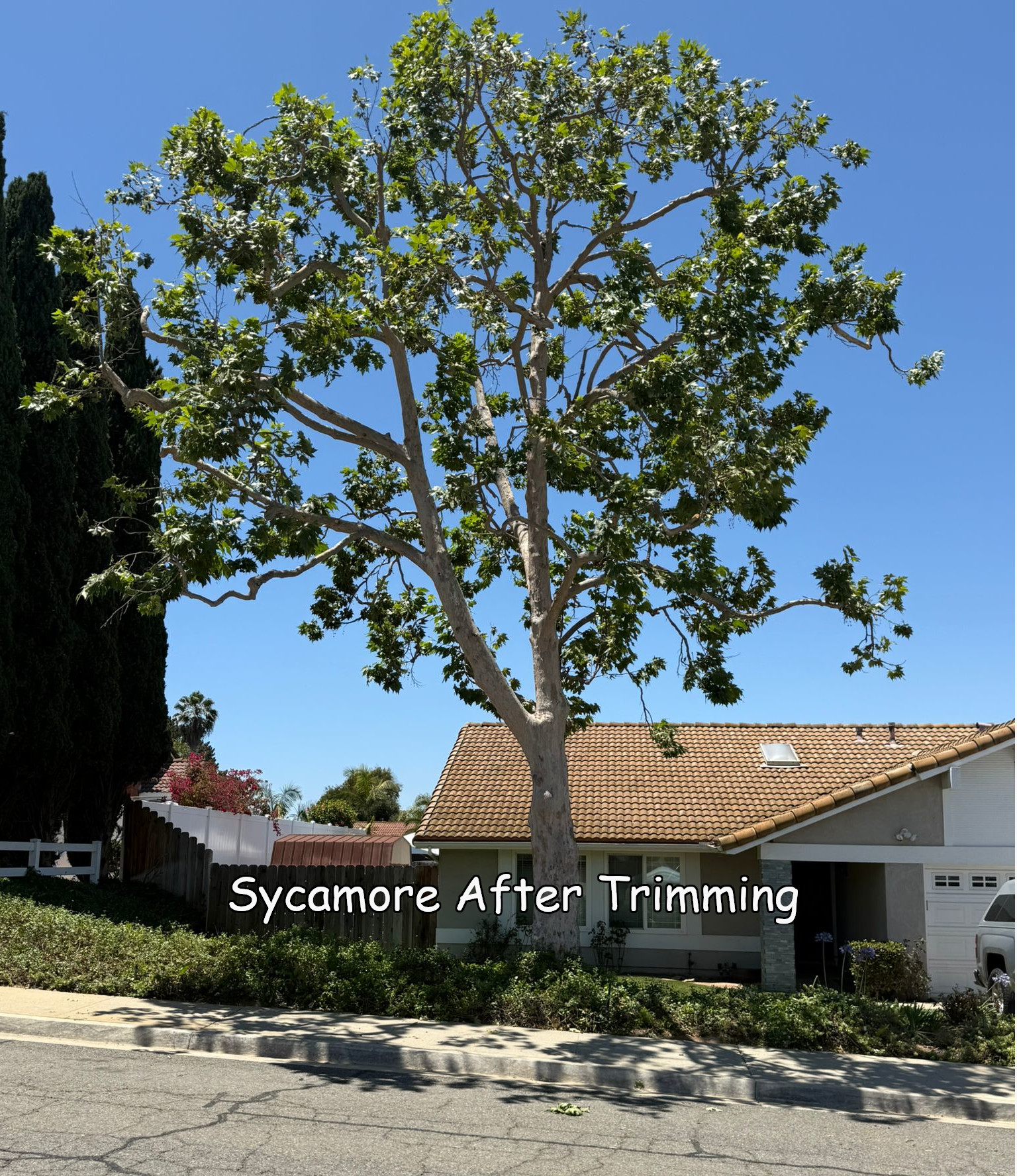Sycamore Tree in San Marcos after trimming by Andy's Tree Service