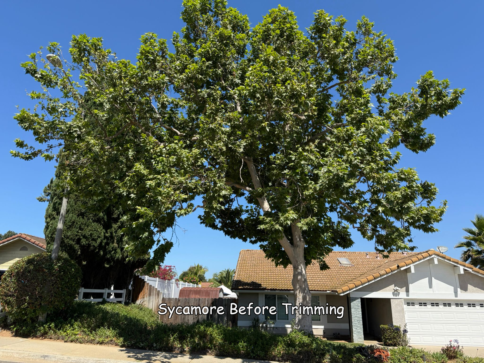 Sycamore Tree in San Marcos before trimming by Andy's Tree Service