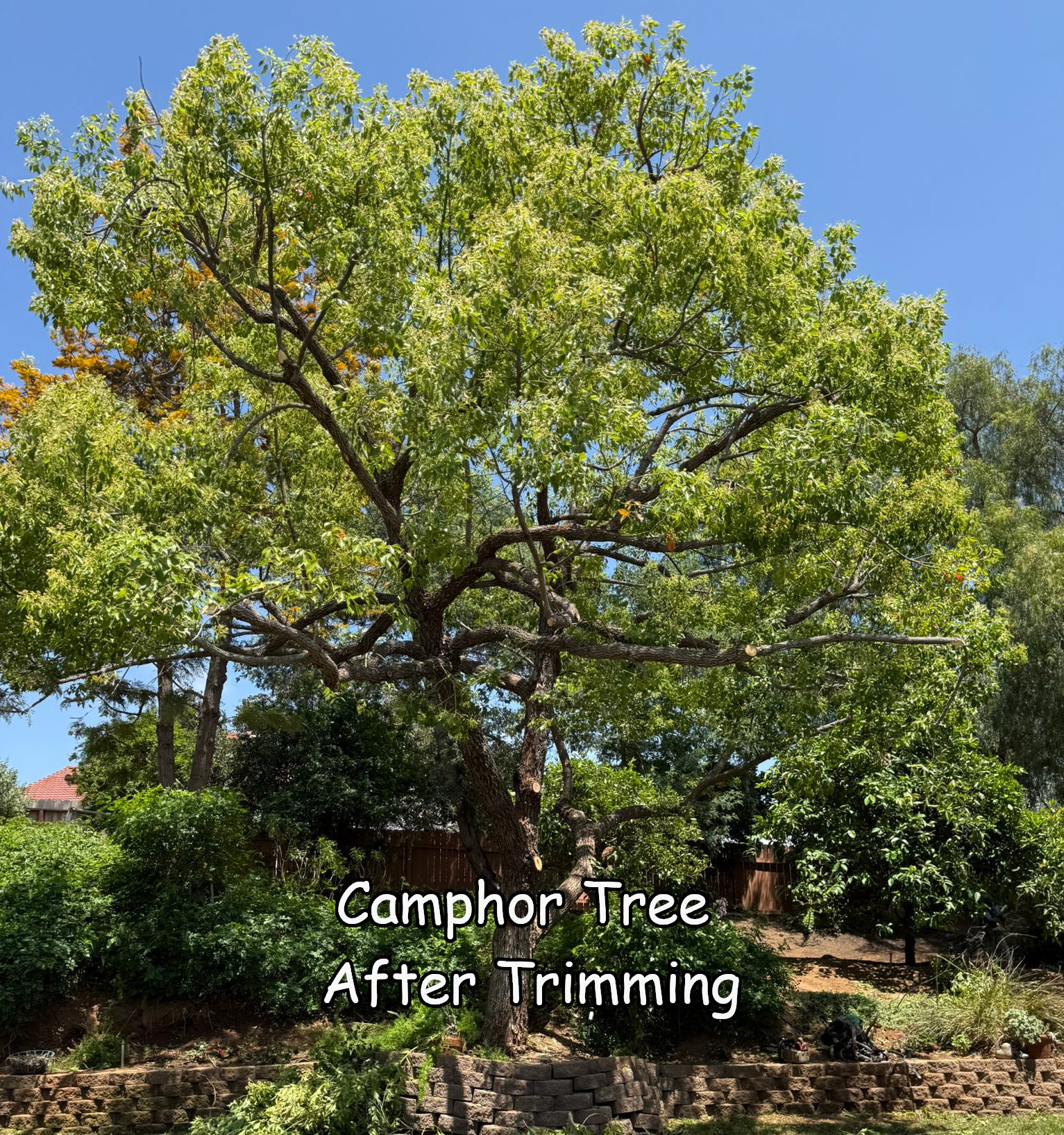 camphor-after-trimming-in-escondido[1]