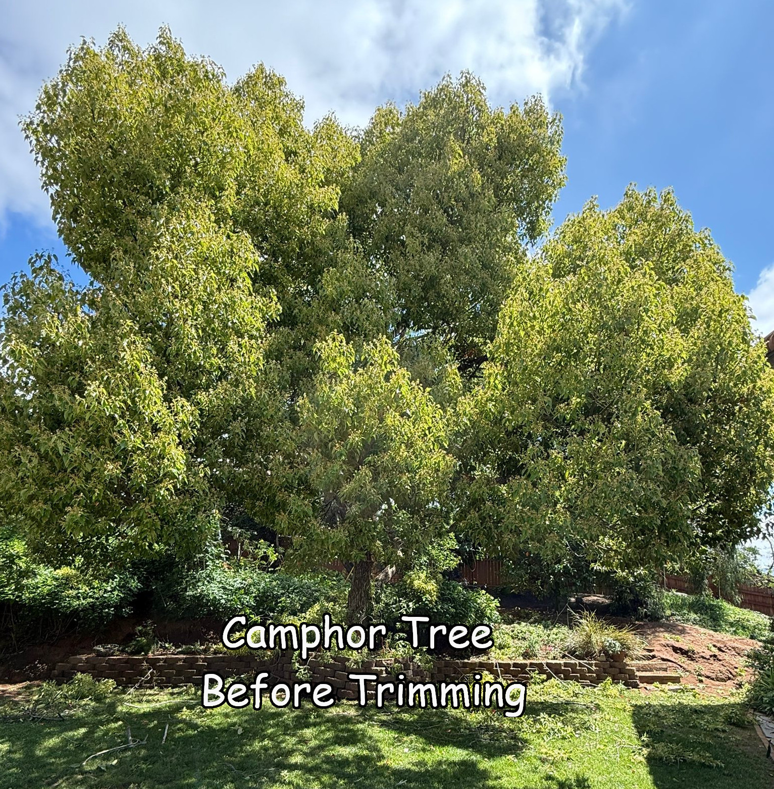 Camphor Tree in Escondido before trimming by Andy's Tree Service