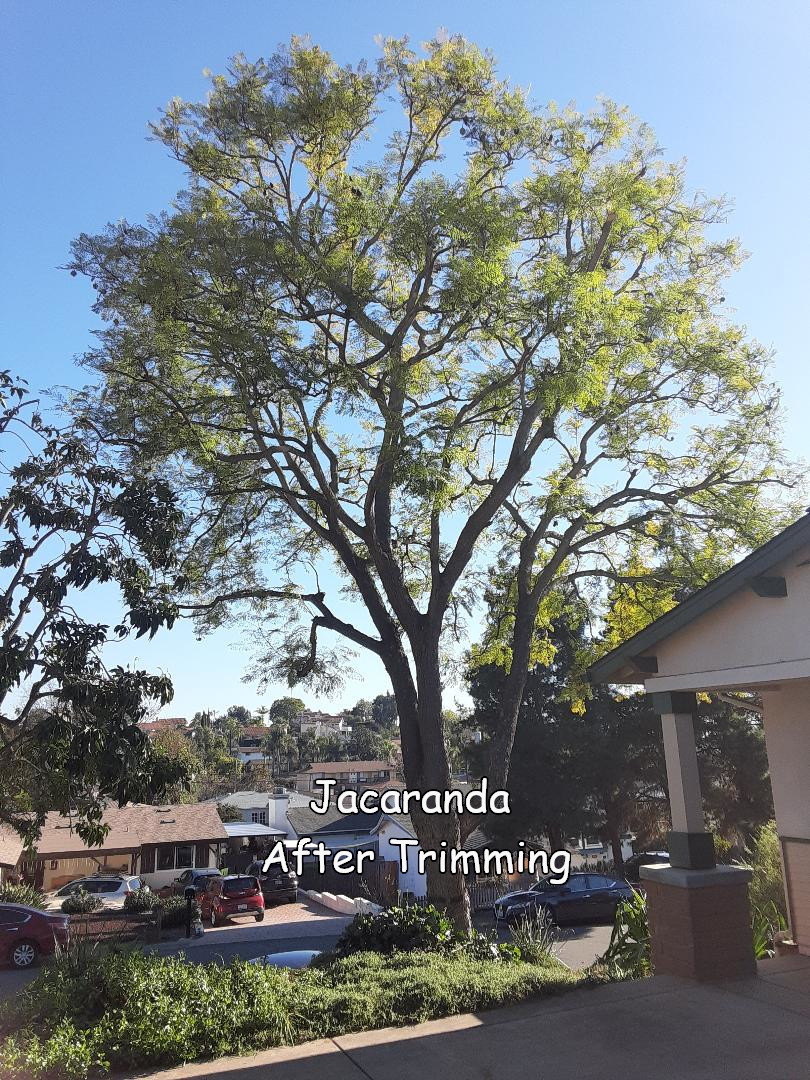 Jacaranda Tree in Escondido after trimming by Andy's Tree Service