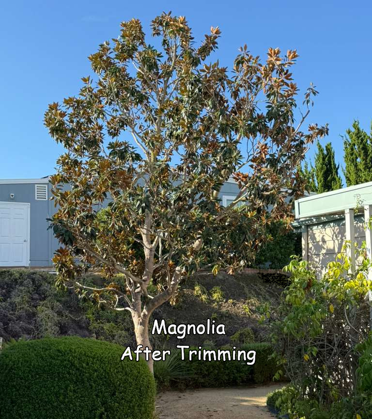 Magnolia in San Marcos after trimming by Andy's Tree Service