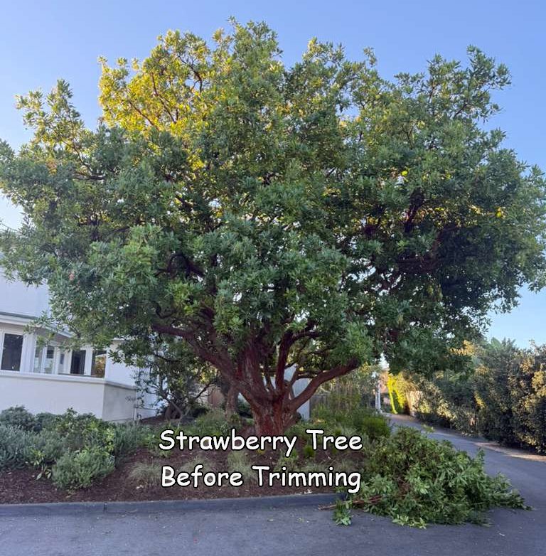 Strawberry Tree in Eincinitas before trimming by Andy's Tree Service