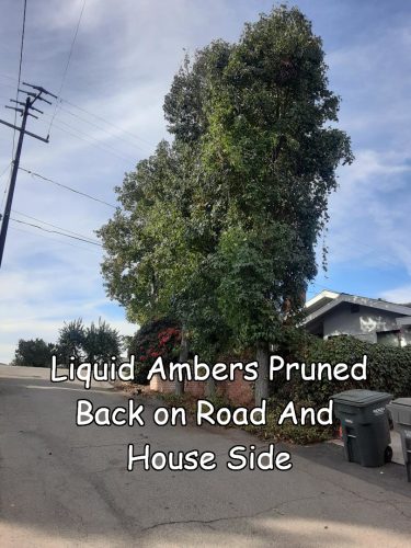 Liquid Amber tree after pruning by Andy's Tree Service, in Escondido