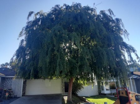chinese elm before 1