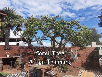 coral after 3 captioned no zoom