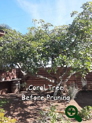 Coral tree before pruning by Andy's Tree Service, in Escondido