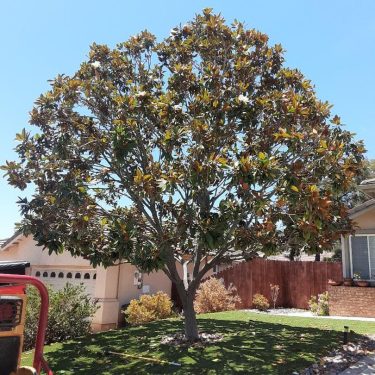 magnolia trimmed 1
