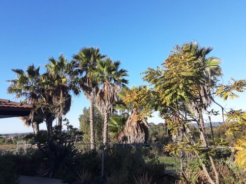 Palms Before Trimming