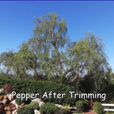 pepper after trim captioned