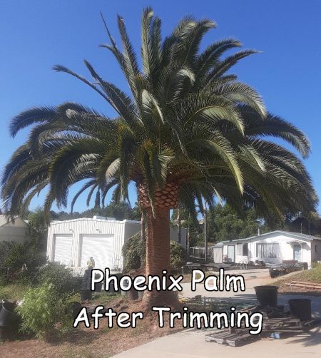 Phoenix Palm after trimming by Andy's Tree Service, in Fallbrook