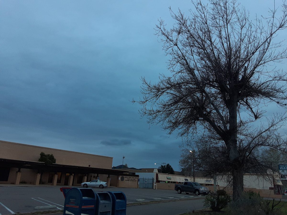 Tree topped, now dormant in winter
