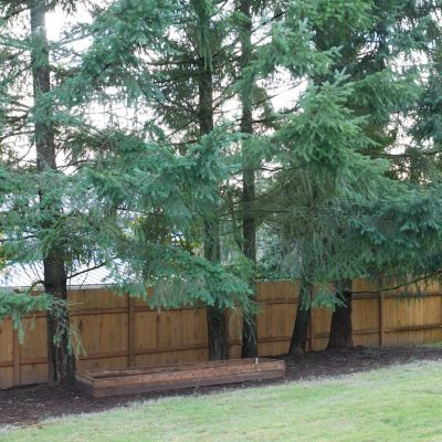 trees-close-together[1]